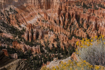 View of trees on cliff