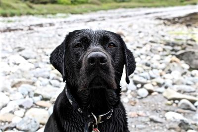 Portrait of black dog sitting at rocky shore