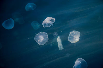 Jellyfish swimming in sea