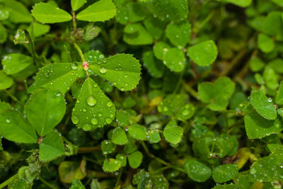 Close-up of wet plant leaves during rainy season