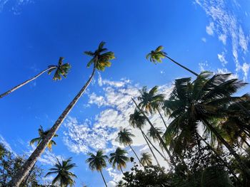 Low angle view of coconut palm trees against blue sky