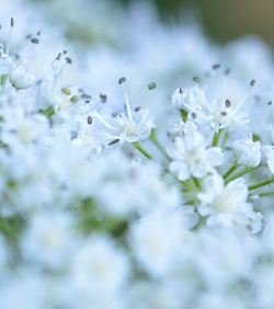 Close-up of white flowering plant