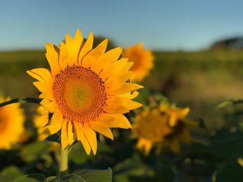 Close-up of sunflower on field