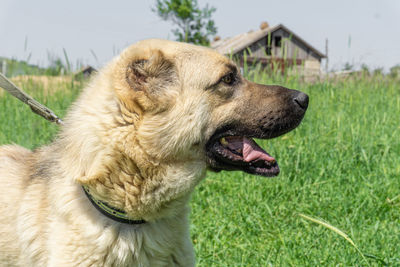 Close-up of dog on field