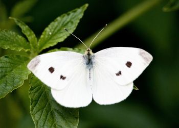 Close-up of butterfly on white leaf