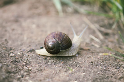 Close-up of snail on land