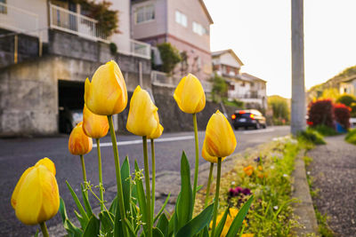 Close-up of yellow tulips against building