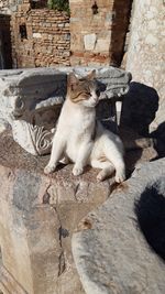 Cat sitting on a wall