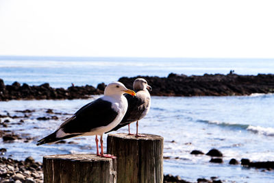 Seagull perching on wooden post in sea