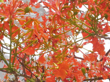 Full frame shot of red leaves on tree