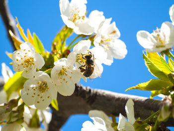 Low angle view of insect on fresh flower against sky