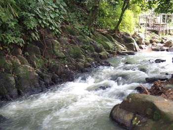 Scenic view of waterfall in forest