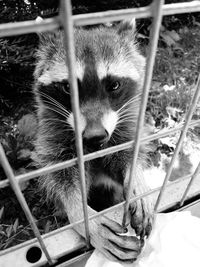 Portrait of dog in cage