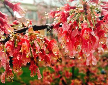 Close-up of red flower on tree