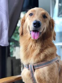 Close-up portrait of dog