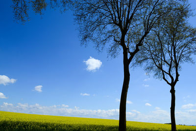 Bare tree on field against sky