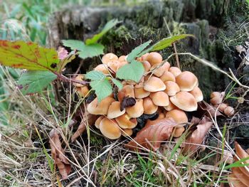 Close-up of mushrooms growing on field in forest