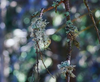 Close-up of frozen plant