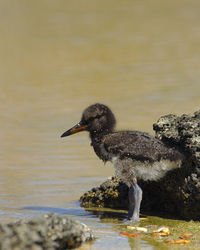 Young american oystercatcher by the water. 14 days old. santa cruz island, galápagos 