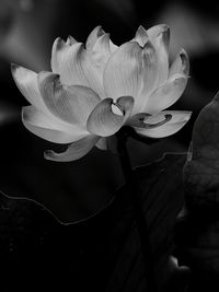 Close-up of flower