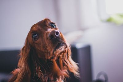 Close-up of dog