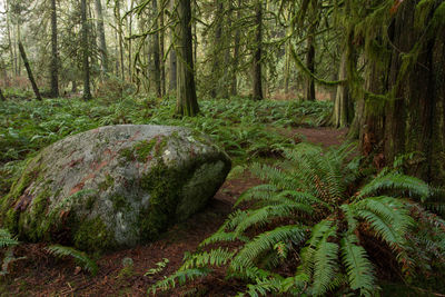 Scenic view of forest