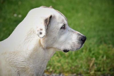 Close-up of dog