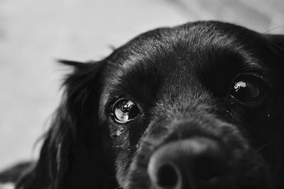 Close-up portrait of black dog