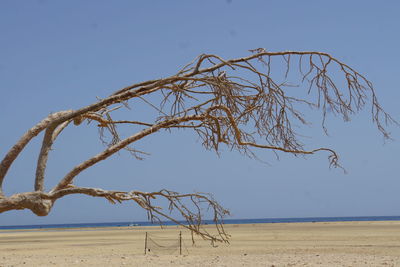 Dead tree on beach against clear blue sky