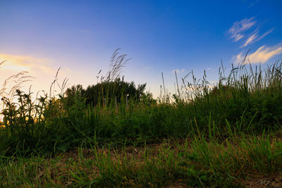 Plants growing on land against sky