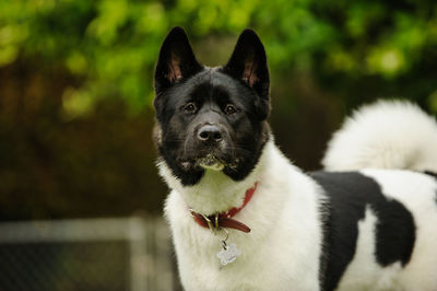 Portrait of dog