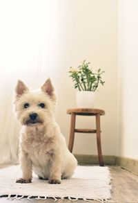 White terrier sitting in a room with a flower on a white carpet	