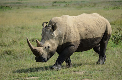 Rhino on field