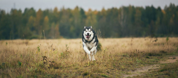 Portrait of dog running on field