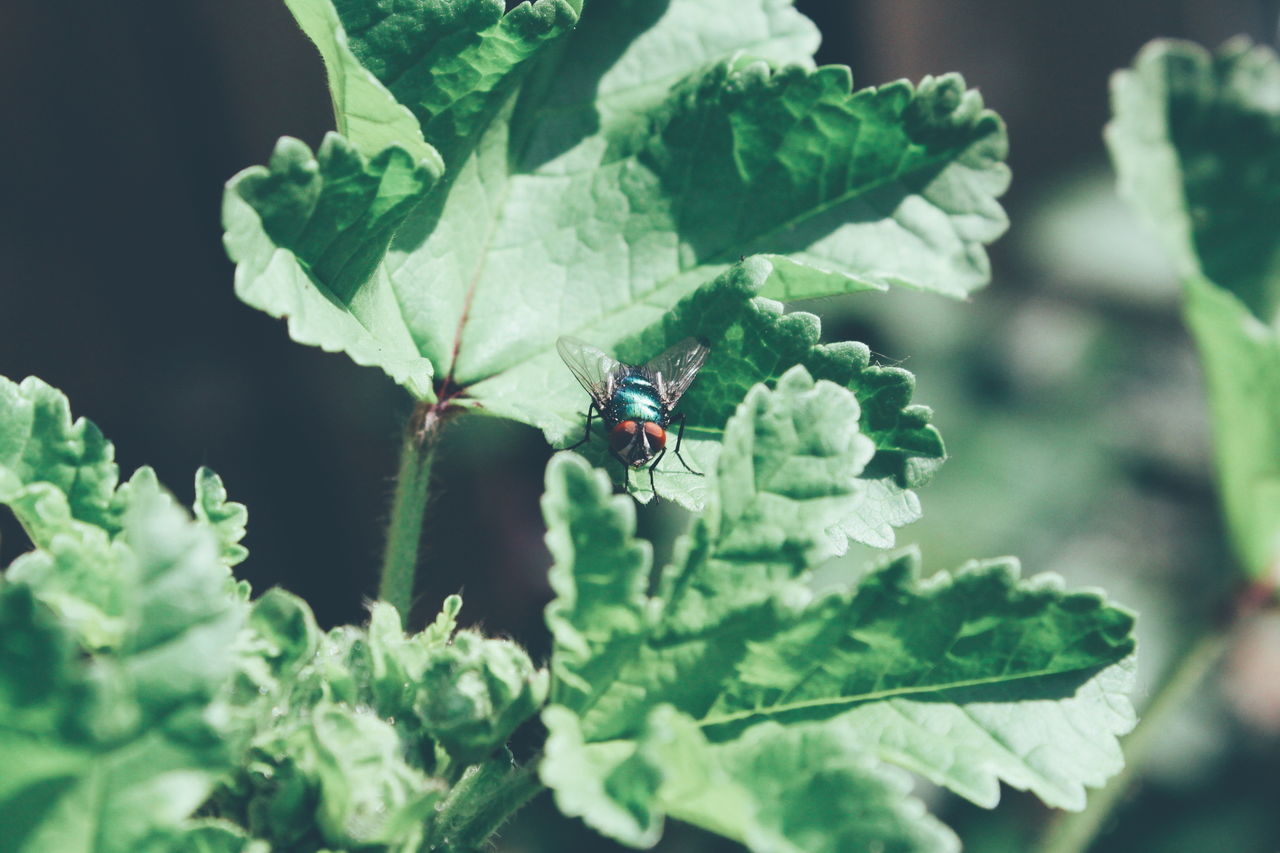 insect, leaf, one animal, animal themes, animals in the wild, green color, plant, growth, day, nature, outdoors, no people, close-up, beauty in nature, freshness