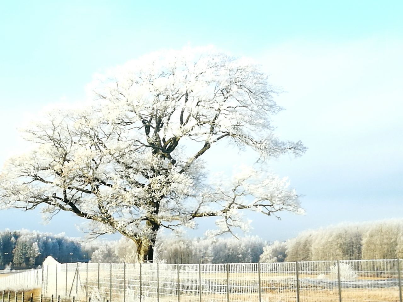 LOW ANGLE VIEW OF BARE TREES AGAINST SKY