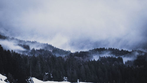 Panoramic view of trees on landscape against sky