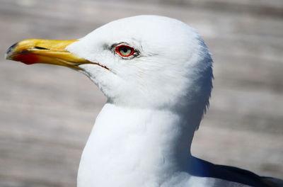 Close-up of white bird