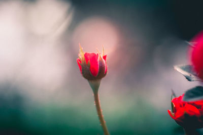 Close-up of red rose flower bud