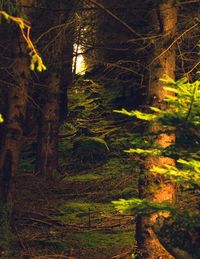 Trees in forest