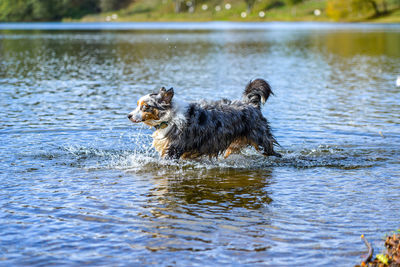 Duck swimming in lake