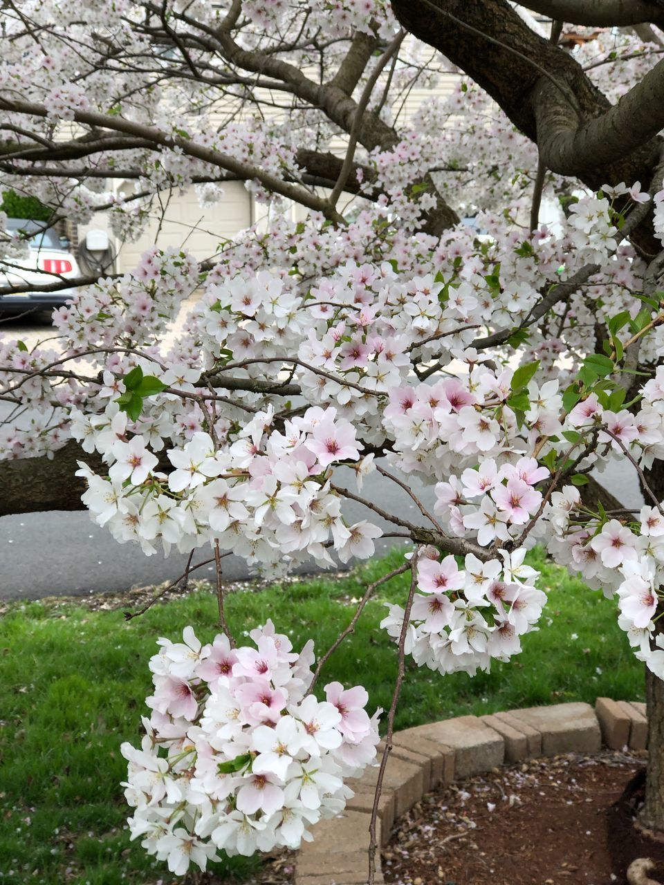 CLOSE-UP OF WHITE CHERRY BLOSSOMS