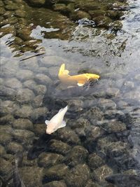 High angle view of fish in lake