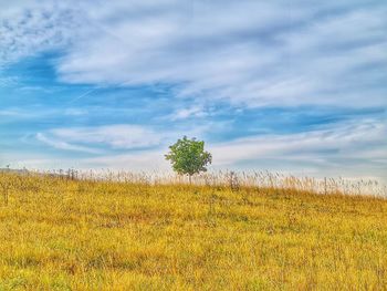 Plants on field against sky