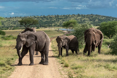 Elephant walking in a field