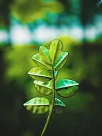 Close-up of plant