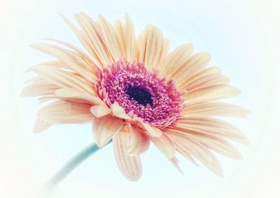 Close-up of flower over white background