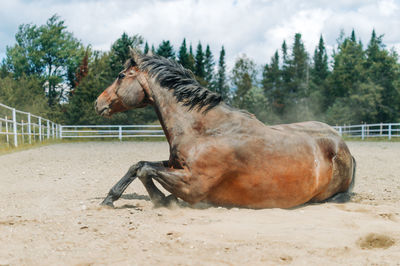 Horse in a field