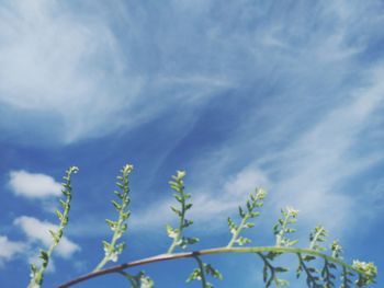 Low angle view of plants against blue sky