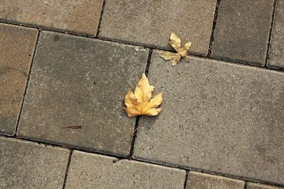 High angle view of maple leaf on street